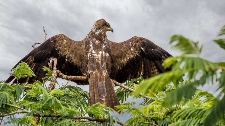 black-kite-outdoor-bird-wildlife-photography1