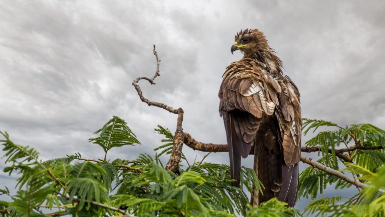 black-kite-outdoor-bird-wildlife-photography2