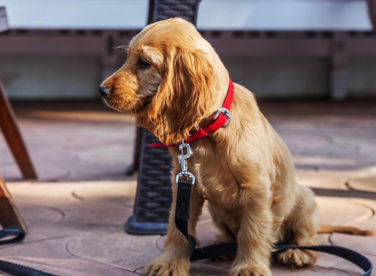 cocker-spaniel-gun-dog-outdoor-portrait-photography