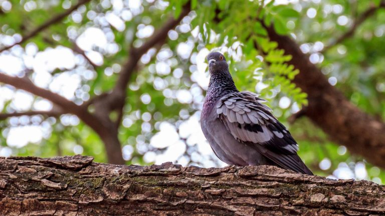 feral-pigeon-outdoor-bird-wildlife-photography