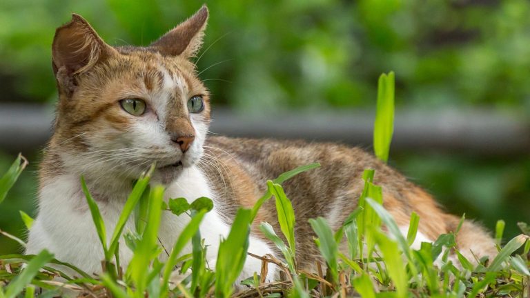 indian-street-cats-outdoor-wildlife-photography1