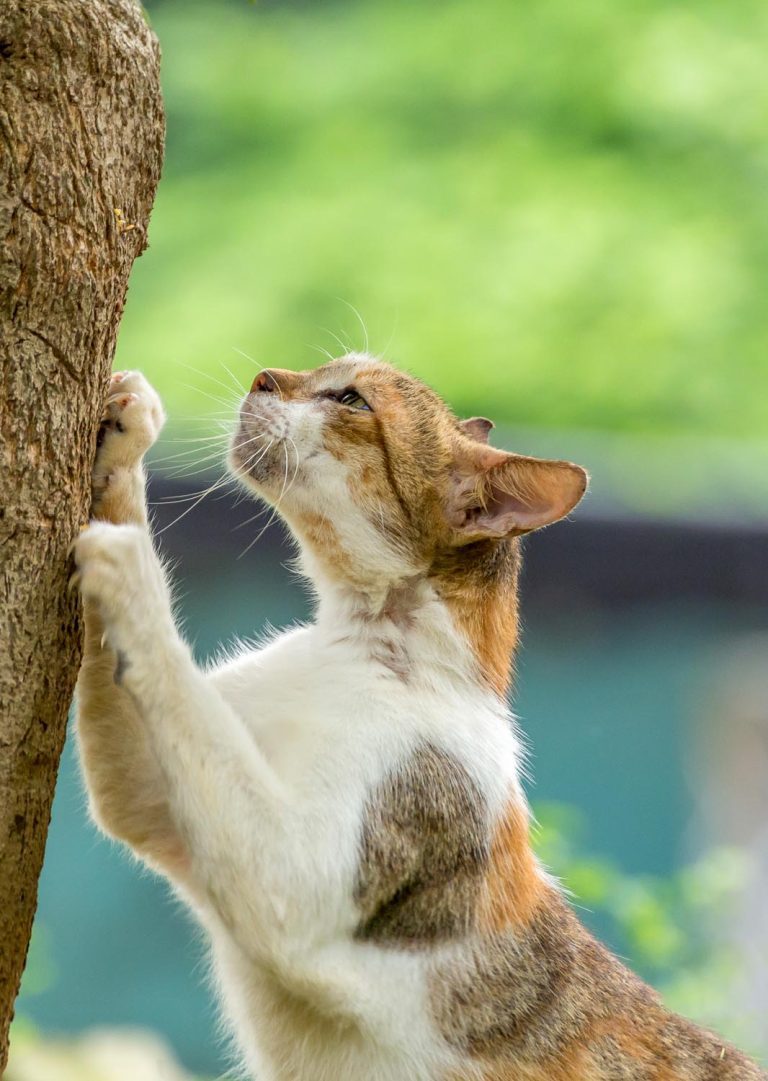 indian-street-cats-outdoor-wildlife-photography2