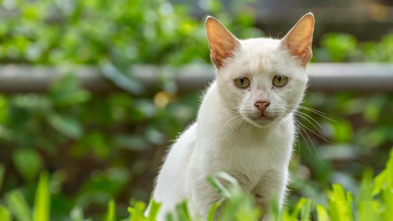 indian-street-cats-outdoor-wildlife-photography3