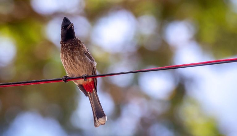 red-whiskered-bulbul-outdoor-bird-wildlife-photography1