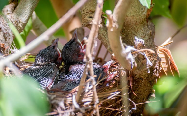 red-whiskered-bulbul-outdoor-bird-wildlife-photography2