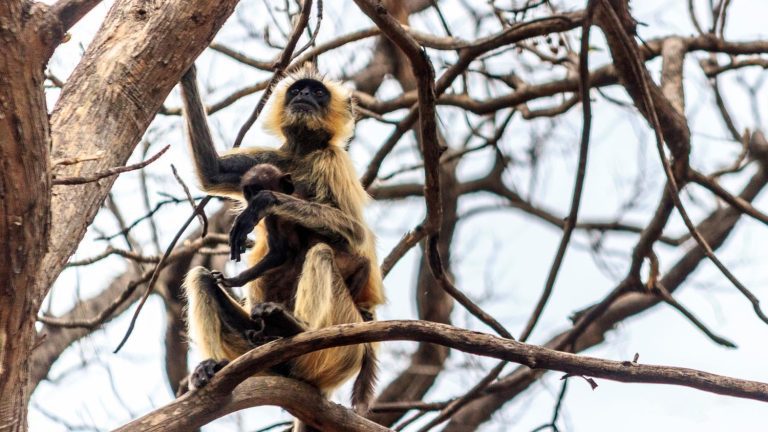 tadoba-andhari-national-park-wildlife-sanctuary-langur-monkey-outdoor-photography